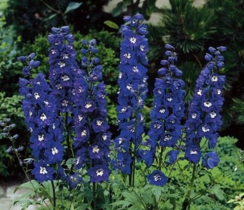 Delphinium Magic Fountains Dark Blue White Bee Larkspur - Perennial Flower - 10 Seeds