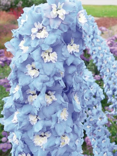 Delphinium Magic Fountains Sky Blue White Bee Larkspur - Perennial Flower - 10 Seeds