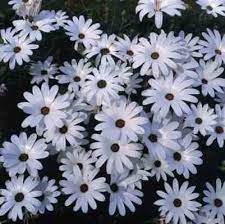 African Daisy Glistening White - Annual Flower - 100 Seeds