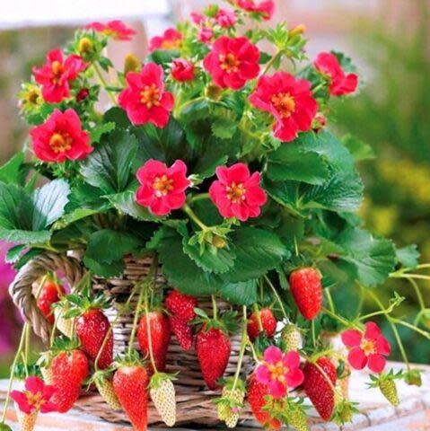 Strawberry F1 Tristan - Fragaria - Easy to Grow Container Strawberry Fruit - 5 Seeds