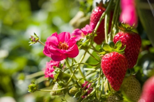 Strawberry F1 Summer Breeze Cherry Red - Fragaria - Easy to Grow Container Strawberry Fruit - 5 Seeds