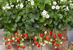 Strawberry F1 Summer Breeze Snow White - Fragaria - Easy to Grow Container Strawberry Fruit - 5 Seeds