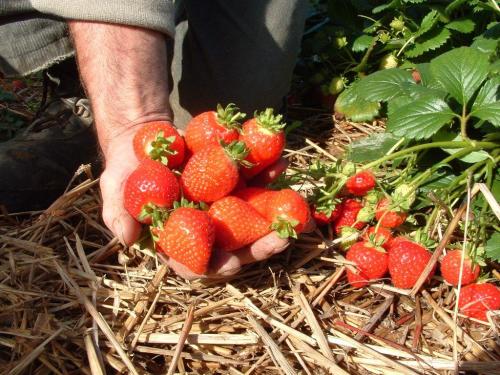 Strawberry F1 Milan - Fragaria - Easy to Grow Container Strawberry Fruit - 5 Seeds