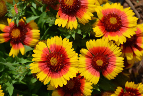 Gaillardia Mesa Bright Bicolour - Perennial Flower - 5 Seeds