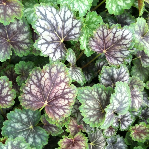 Heuchera Marvellous Marble Silver - Evergreen Perrenial Plant - 10 Seeds