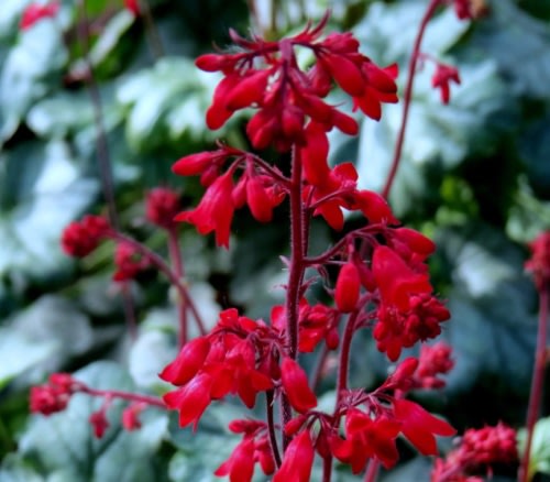 Heuchera Ruby Bells - Evergreen Perrenial Plant - 10 Seeds