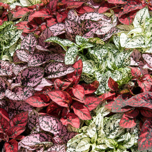 Hypoestes Confetti Compact Mix - Evergreen Perrenial Shrub - 10 Seeds