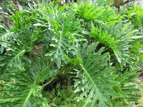 Philodendron Selloum - Tropical Evergreen Perennial Shrub - 10 Seeds