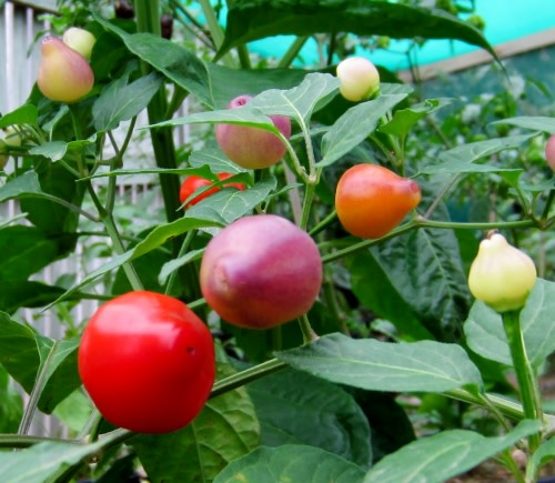 Pimenta Barra Do Ribeiro  - Chilli Pepper - Capsicum baccatum - 5 Seeds