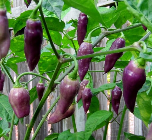 Condor's Beak  - Chilli Pepper - Capsicum chinense - 5 Seeds