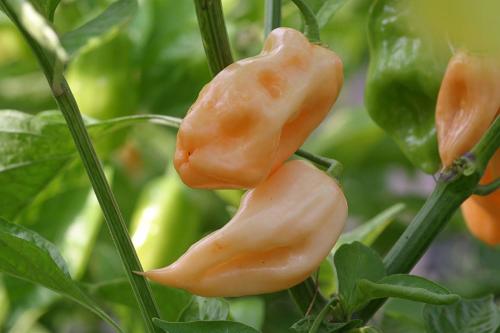 Pink Capsicum Pink Habanero - Chilli Pepper - Capsicum chinense - 5 Seeds