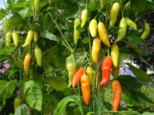 Aji Cristal  - Chilli Pepper - Capsicum baccatum - 5 Seeds