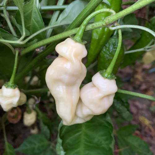 White Devils Tongue  - Chilli Pepper - Capsicum chinense - 5 Seeds