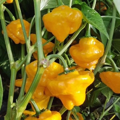 Jamaican Hot Yellow  - Chilli Pepper - Capsicum chinense - 5 Seeds
