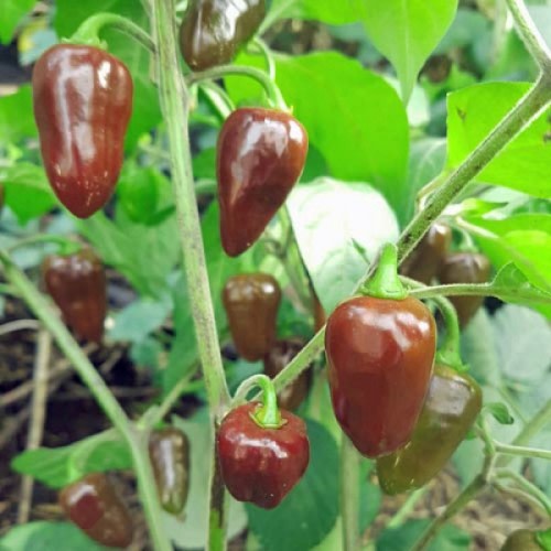 Brown Egg  - Chilli Pepper - Capsicum chinense - 5 Seeds