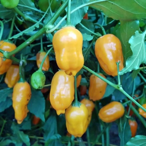 El Oro D'Ecuador  - Chilli Pepper - Capsicum baccatum - 5 Seeds