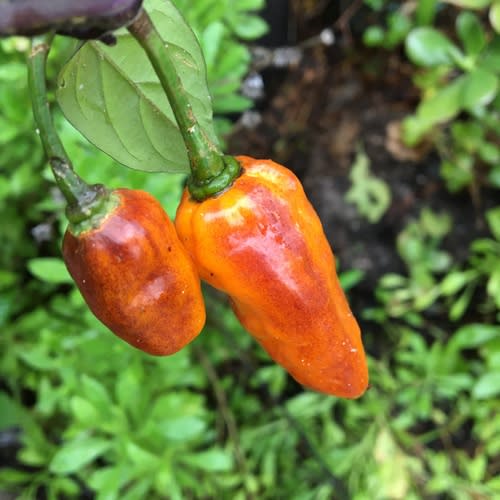 JPN 7 Dark Chilli Pepper - Capsicum chinense - 5 Seeds