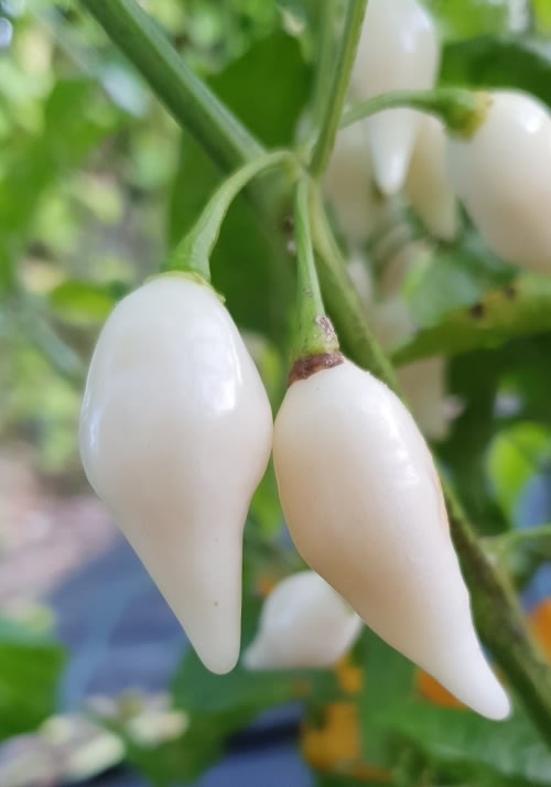 Coyote Zan White Chilli Pepper - Capsicum chinense - 5 Seeds