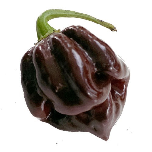 Big Brown Kathumby Chilli Pepper - Capsicum chinense - 5 Seeds