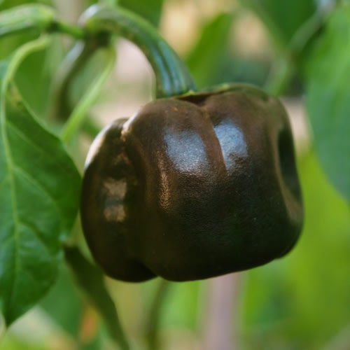 Chilhaucle Negro Chilli Pepper - Capsicum annuum - 5 Seeds