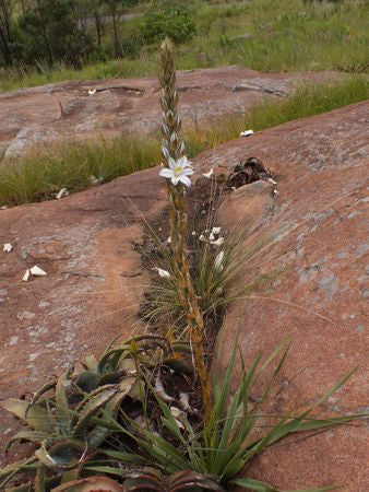 Chlorophytum Haygarthii - Indigenous South African Bulb - 10 Seeds