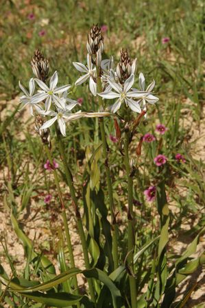 Chlorophytum Undulatum - Indigenous South African Bulb - 10 Seeds