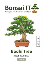 Bonsai IT - Bodhi Tree - Ficus religiosa - Kit 2