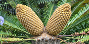 Encephalartos natalensis - Natal Cycad - 5 Seeds