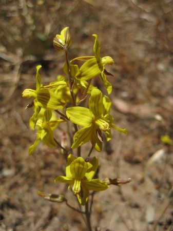 Cyanella lutea - Indigenous South African Bulb - 10 Seeds