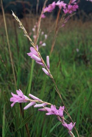 Dierama Erectum - Indigenous South African Bulb - 10 Seeds