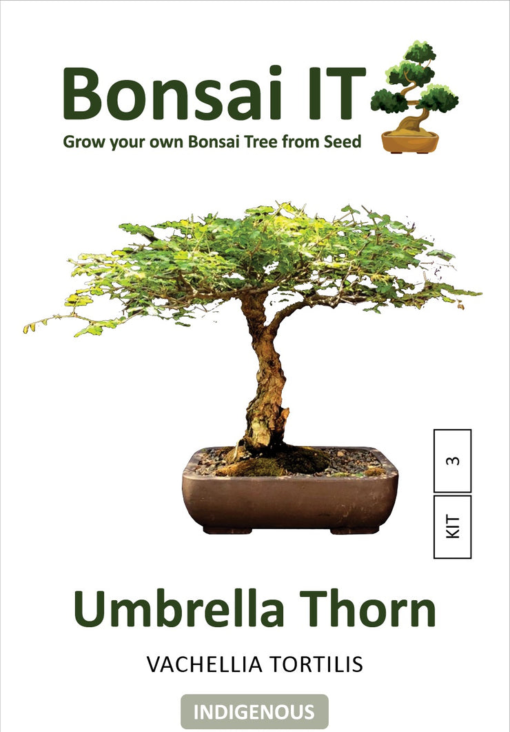 Bonsai IT - Umbrella Thorn - Vachellia / Acacia - Ficus tortilis - Kit 3
