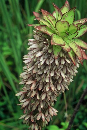 Eucomis bicolor - Two Coloured Pineapple Lily - Indigenous South African Bulb - 10 Seeds
