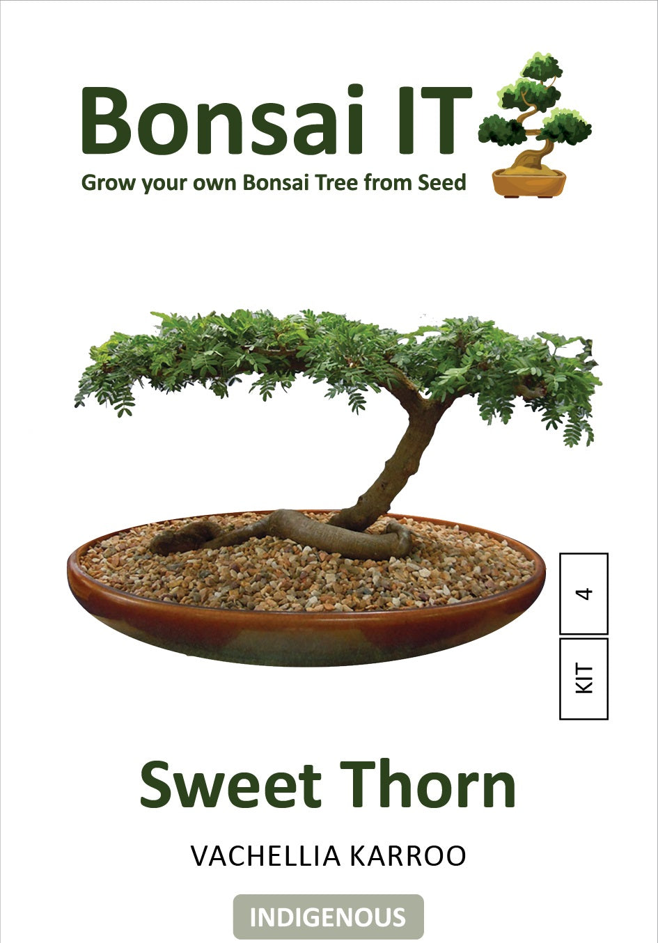 acacia bonsai tree for sale Bonsai IT - Sweet Thorn - Vachellia / Acacia karroo