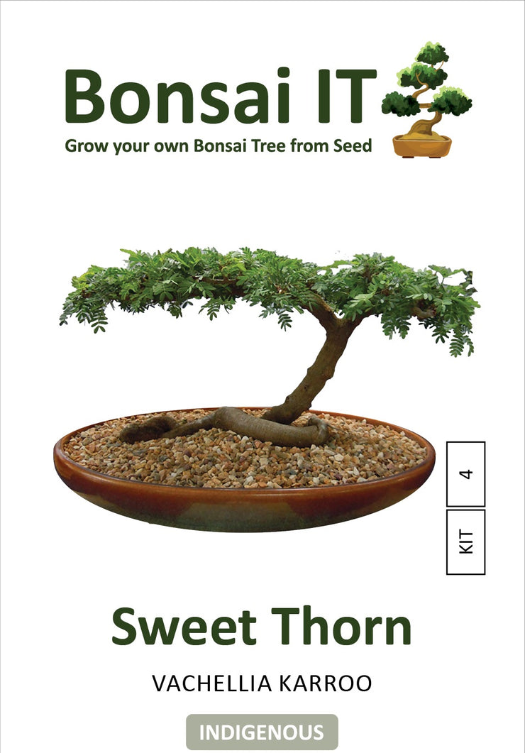 Bonsai IT - Sweet Thorn - Vachellia / Acacia karroo - Kit 4