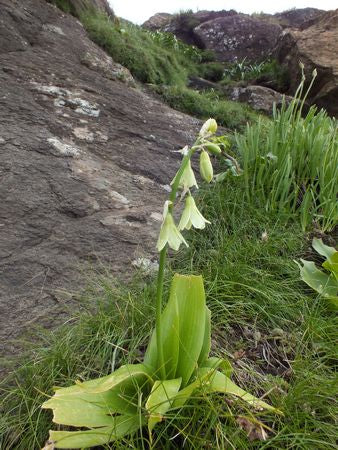 Galtonia Regalis - Indigenous South African Bulb - 10 Seeds