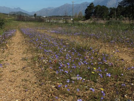 Geissorhiza Aspera - Indigenous South African Bulb - 10 Seeds