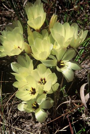 Geissorhiza Darlingensis - Indigenous South African Bulb - 10 Seeds