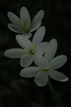 Geissorhiza Leipoldtii - Indigenous South African Bulb - 10 Seeds