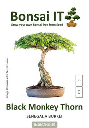 Bonsai IT - Black Monkey Thorn - Senegaia / Acacia bukei- Kit 5