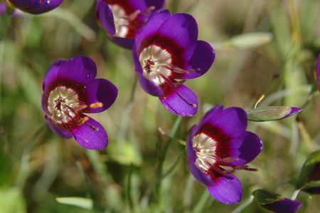 Geissorhiza monanthos - Indigenous South African Bulb - 10 Seeds