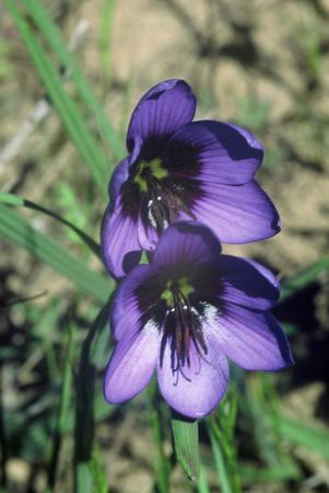 Geissorhiza Splendidissima - Indigenous South African Bulb - 10 Seeds