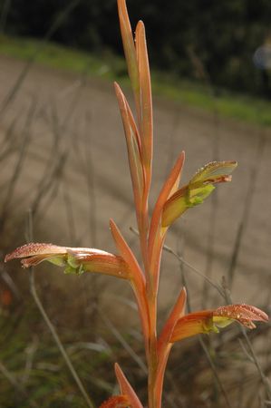 Gladiolus Abbreviatus - Indigenous South African Bulb - 10 Seeds