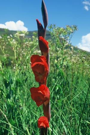 Gladiolus Dalenii - Indigenous South African Bulb - 10 Seeds