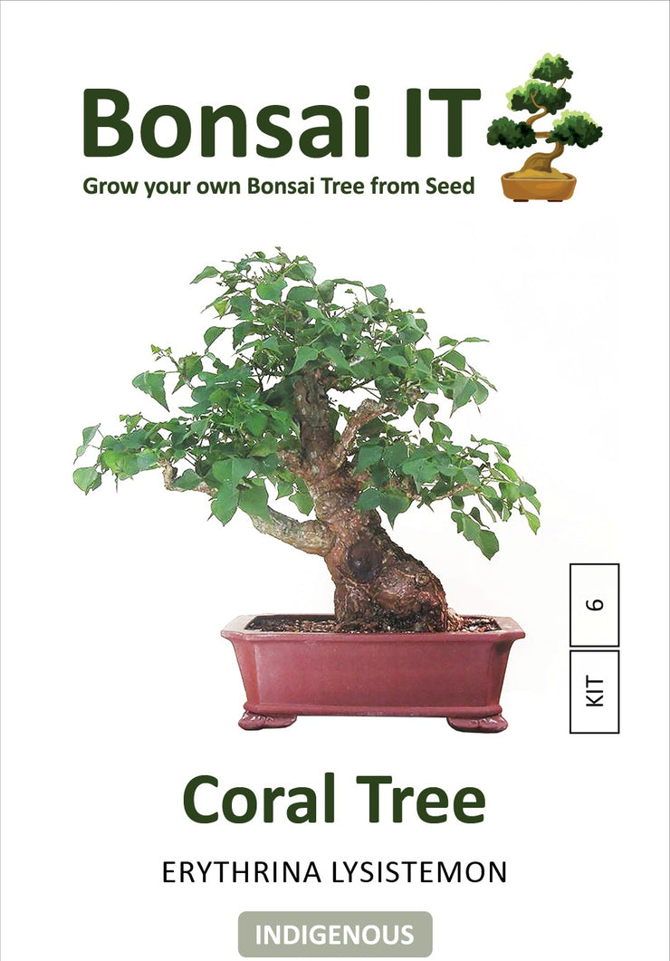 Bonsai IT - Coral Tree - Erythrina lysistemon - Kit 6