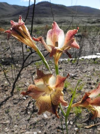 Gladiolus Maculatus - Indigenous South African Bulb - 10 Seeds