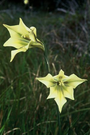 Gladiolus Tristis - Indigenous South African Bulb - 10 Seeds