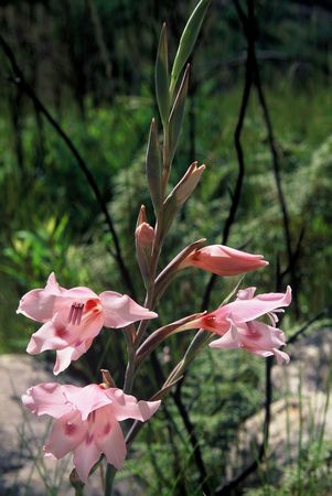 Gladiolus Undulatus - Indigenous South African Bulb - 10 Seeds