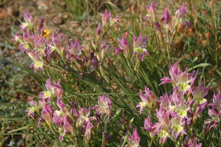 Gladiolus Venustus - Indigenous South African Bulb - 10 Seeds
