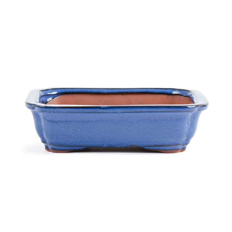 15.5 x 12 x 5cm Bonsai Container - Blue