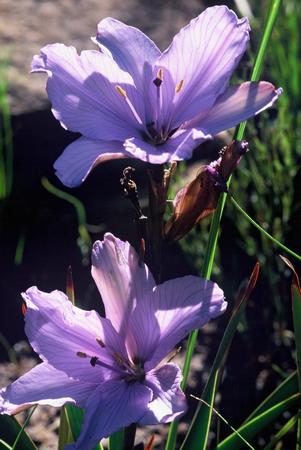 Aristea Spiralis - Indigenous South African Bulb - 10 Seeds
